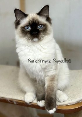 Chocolate Mitted ragdoll