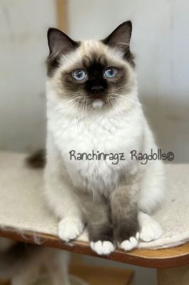 Chocolate Mitted ragdoll