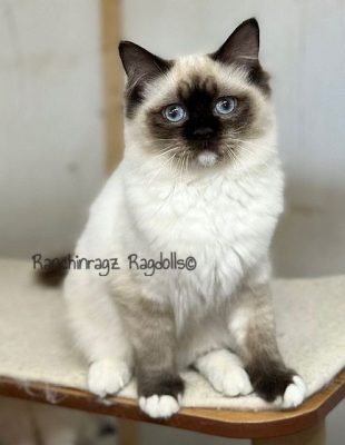 Chocolate Mitted ragdoll