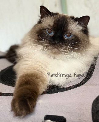 | Ranchinragz Ragdolls sealpoint ragdoll