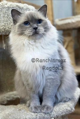 bluepoint ragdoll