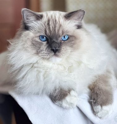 | httpsranchinragzragdollscom Blue Mitted Ragdoll Traditional Lines