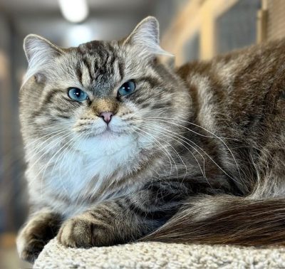 seal mink tabby ragdoll