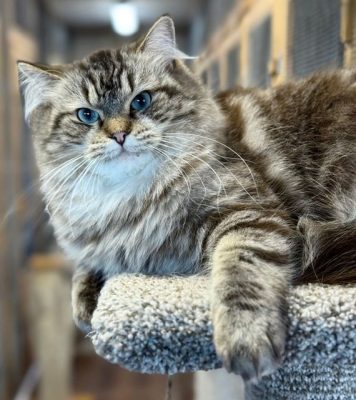 seal mink tabby ragdoll