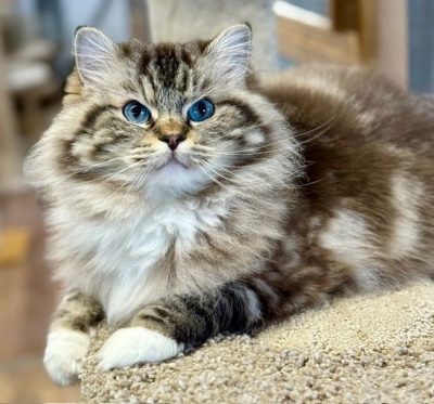 Seal Mintted Mink Tabby Ragdoll