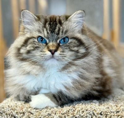 Seal Mintted Mink Tabby Ragdoll