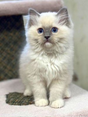 Blue Mitted Ragdoll