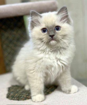 Blue Mitted Ragdoll