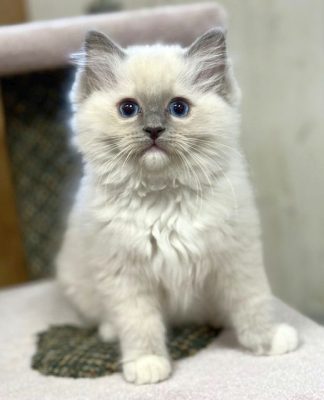 Blue Mitted Ragdoll