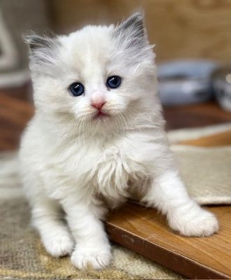 Blue bicolor ragdoll kitten