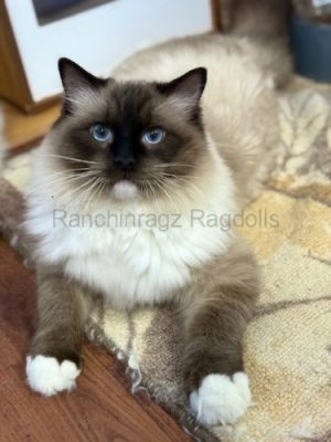 | httpsranchinragzragdollscom Seal Mitted Ragdoll