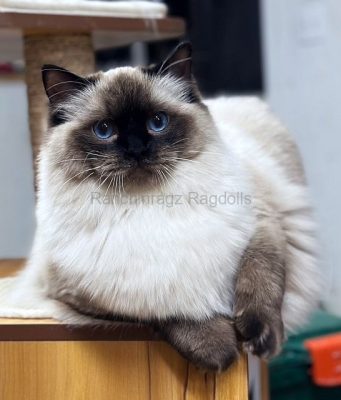 Sealpoint Traditional Ragdoll