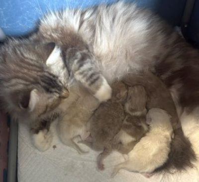 | Ranchinragz Ragdolls newborn ragdoll kittens