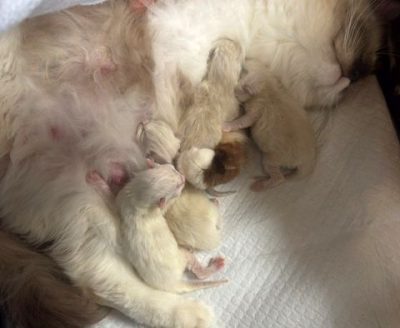 | Ranchinragz Ragdolls newborn ragdoll kittens