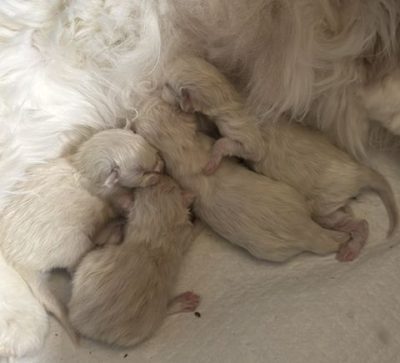 | Ranchinragz Ragdolls newborn ragdoll kittens