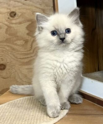 bluepoint tortie