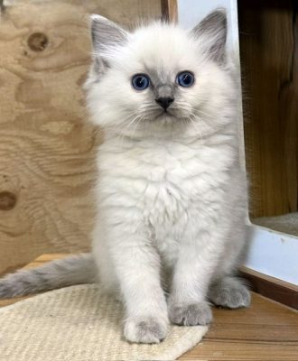 | Ranchinragz Ragdolls bluepoint tortie