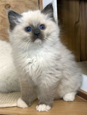 | Ranchinragz Ragdolls Seal Mitted ragdoll kitten