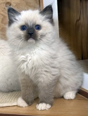 Seal Mitted ragdoll kitten