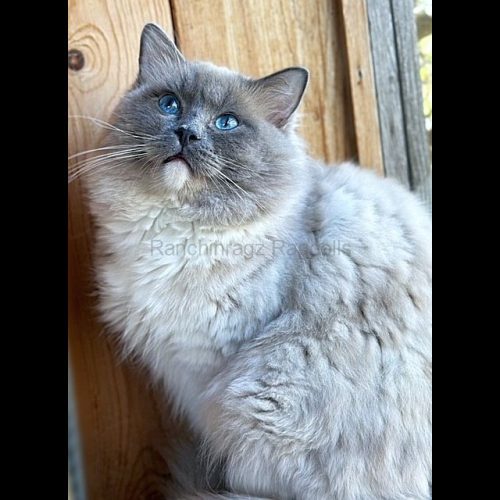 blue mitted ragdoll