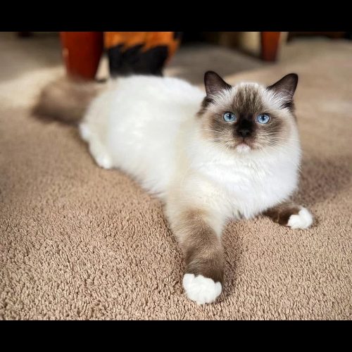 Seal Mitted Ragdoll