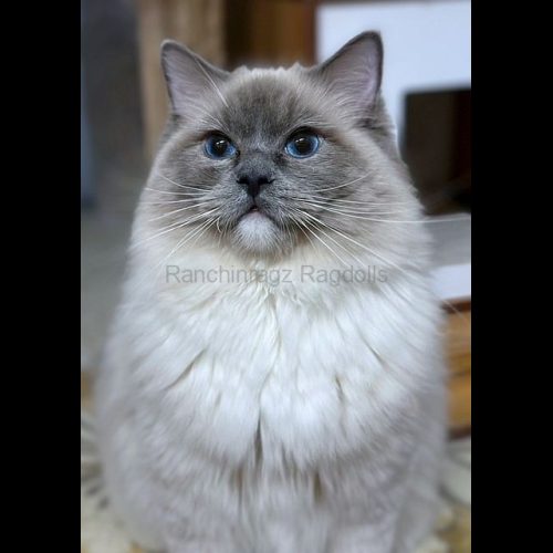 blue mitted ragdoll