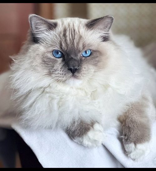 blue mitted ragdoll