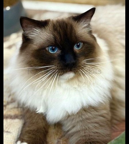 Seal Mitted Ragdoll