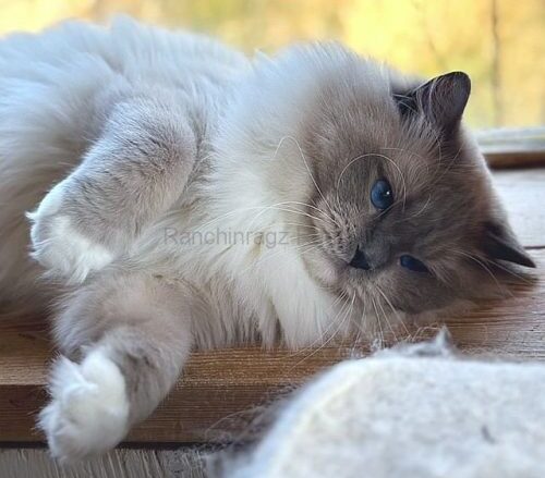 blue mitted ragdoll