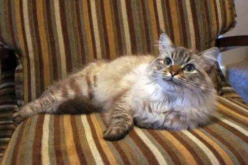 seal mink tabby ragdoll