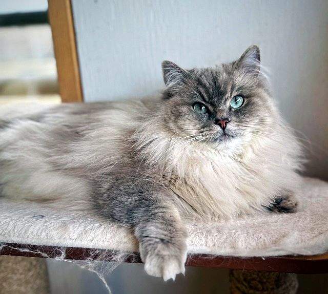 blue mink tabby ragdoll