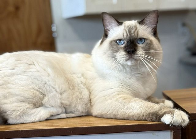 chocolate mitted ragdoll