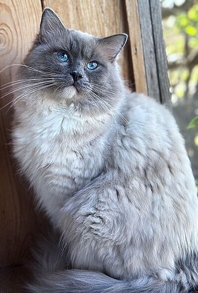Blue Mitted ragdoll