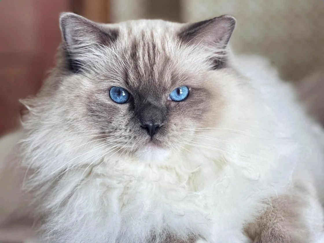 blue mitted ragdoll