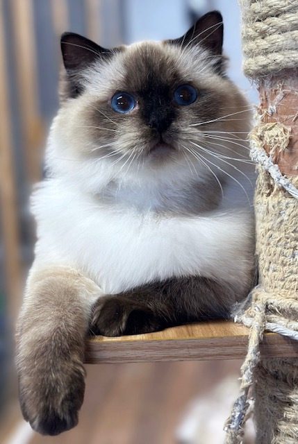 sealpoint ragdoll