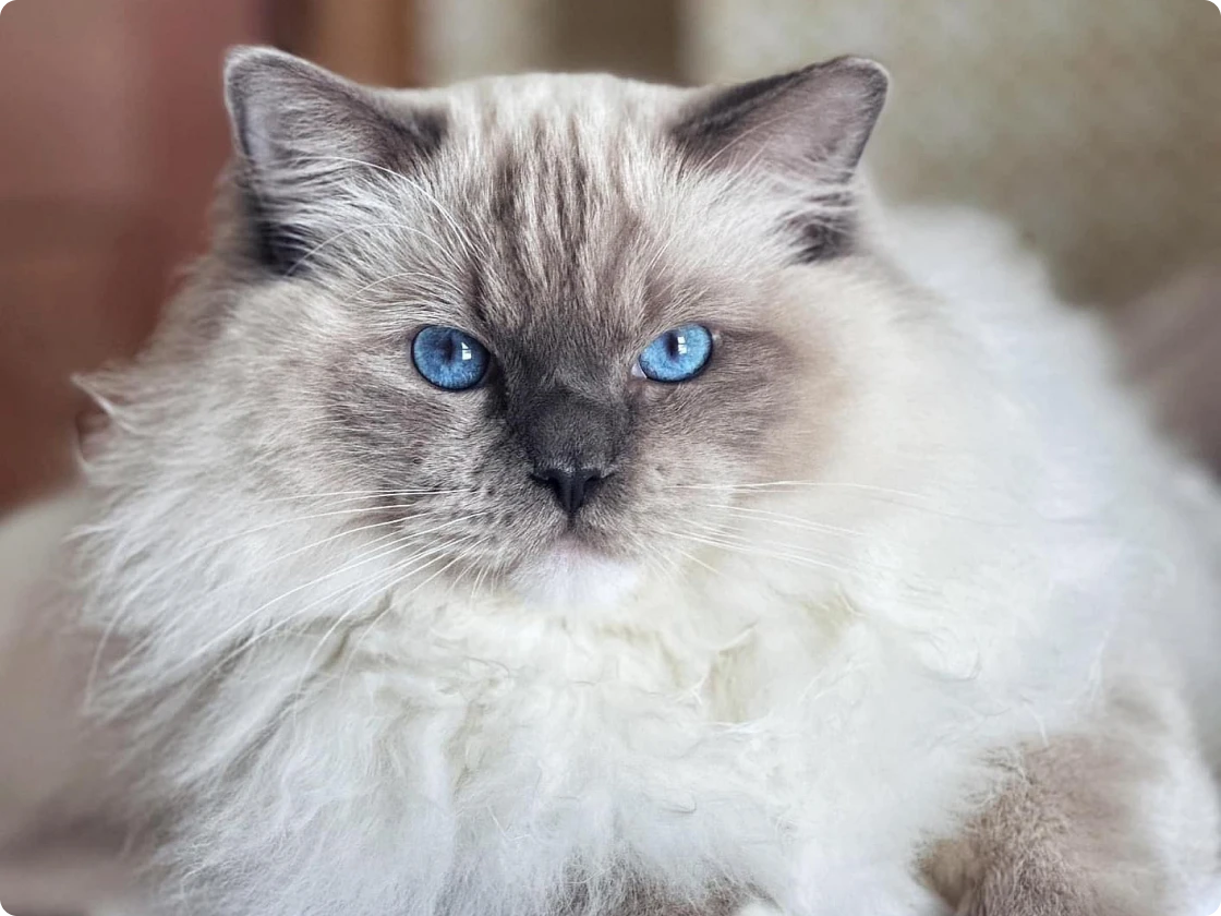 bLUE mITTED rAGDOLL