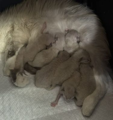 | httpsranchinragzragdollscom newborn ragdoll kittens