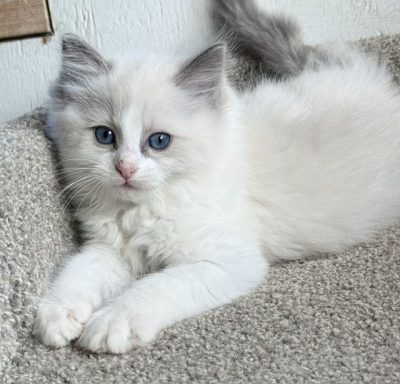 | httpsranchinragzragdollscom blue bicolor ragdoll