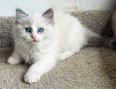 blue bicolor ragdoll