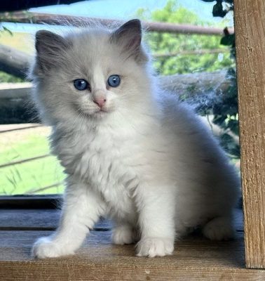 blue bicolor ragdoll kitten
