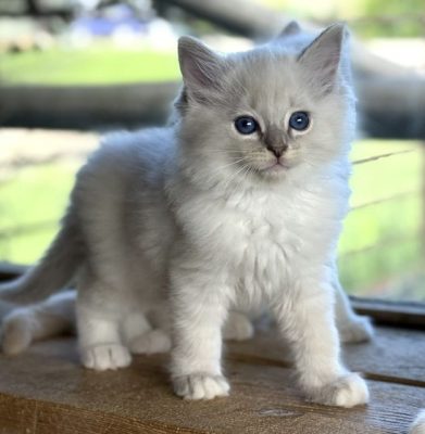 | httpsranchinragzragdollscom blue mitted lynx