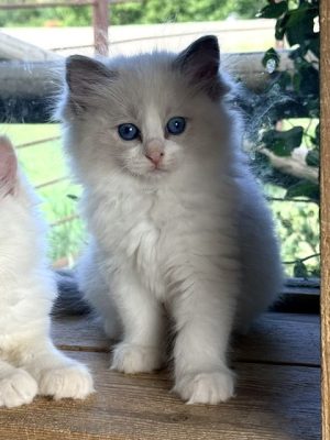 blue bicolor ragdoll kitten