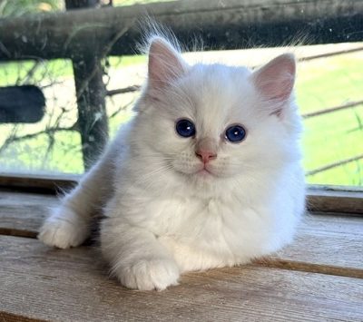 cream point ragdoll
