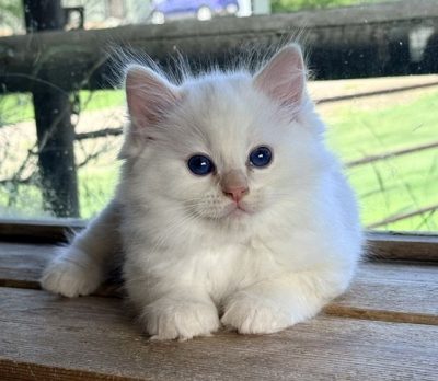 | httpsranchinragzragdollscom cream point ragdoll