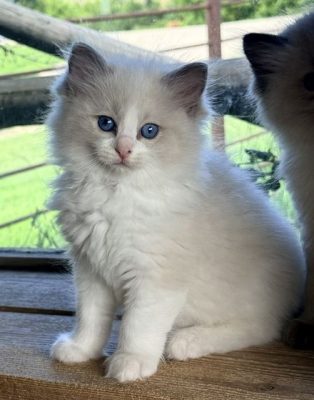 | httpsranchinragzragdollscom blue bicolor ragdoll kitten