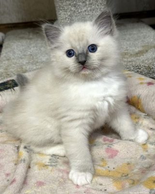blue mitted ragdoll