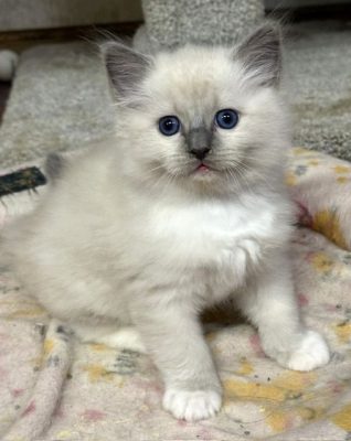 | httpsranchinragzragdollscom blue mitted ragdoll