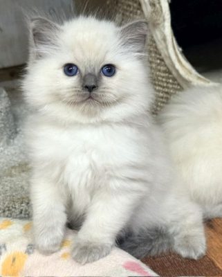 bluepoint ragdoll