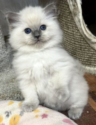 | httpsranchinragzragdollscom bluepoint ragdoll