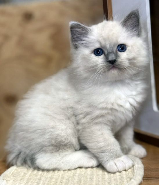 blue mitted ragdoll kitten
